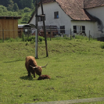 Geburt eines Rindes