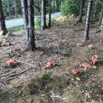 Fliegenpilze in der Gruppe