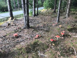 Fliegenpilze in der Gruppe